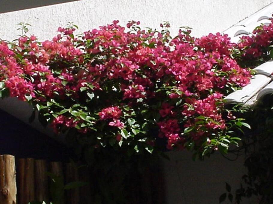 Morada Das Flores Porto Alegre Bagian luar foto